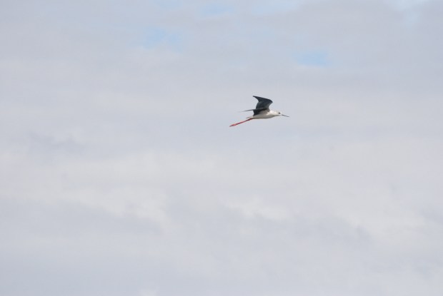 © Elvira Almodóvar