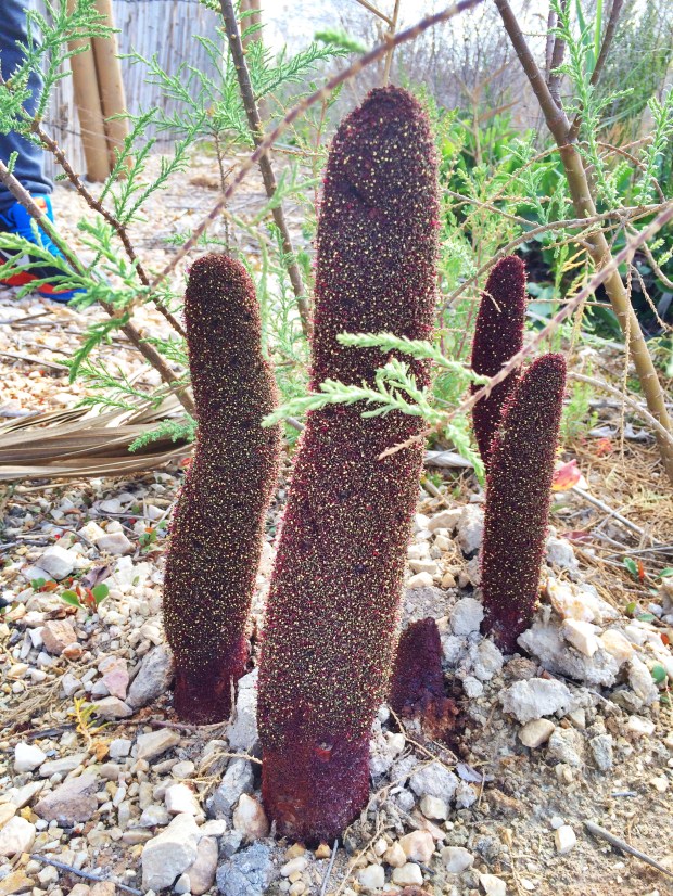 Xylaria Polymorphas © Elvira Almodóvar