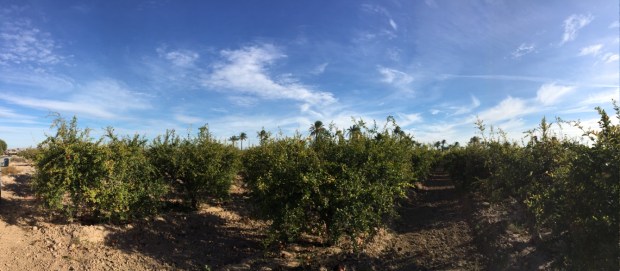 ii-blogtrip-granada-mollar-elche-c-elviraalmodovar_img_0952_1024