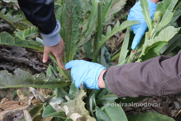 Blog Trip Alcachofa Vega Baja 2017 (c) elviraalmodovar corte de la alcachofa
