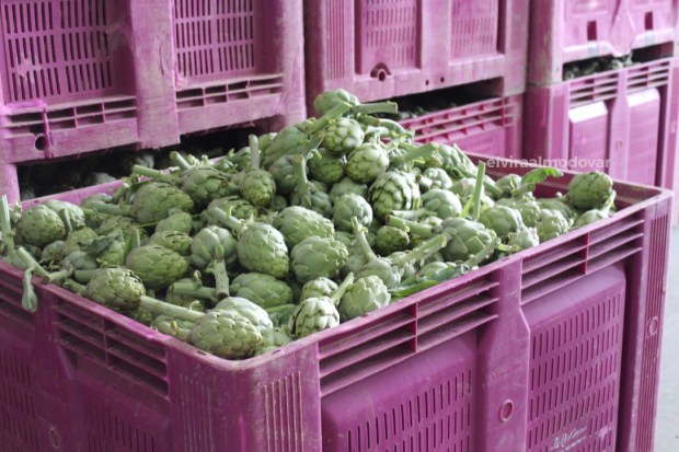 Blog Trip Alcachofa Vega Baja 2017 (c) elviraalmodovar La Redonda alcachofas 1.jpg