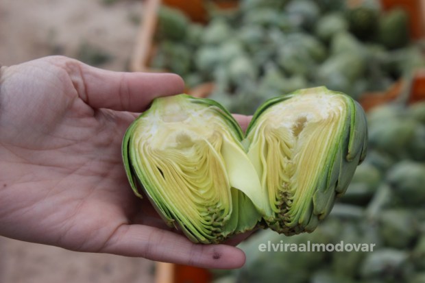 Blog Trip Alcachofa Vega Baja 2017 (c) elviraalmodovar propiedades alcachofa .jpg